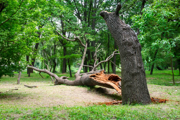 Professional Tree Removal Services in Sardinia, OH