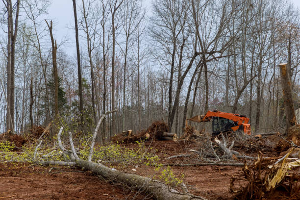 Best Mulching Services  in Sardinia, OH